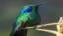 My model: this is a bird with a green and blue back and a long pointy beak.
