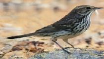 My model: a small bird with a black spotted belly, and a tail that points up.