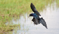 Real photo: this is a bird with a green and blue back and a long pointy beak.