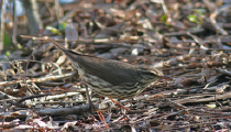 Real photo: a small bird with a black spotted belly, and a tail that points up.